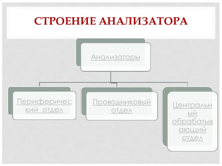 СТРОЕНИЕ АНАЛИЗАТОРА