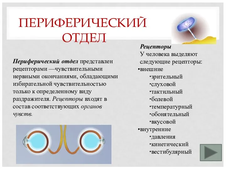 ПЕРИФЕРИЧЕСКИЙ ОТДЕЛ Рецепторы У человека выделяют следующие рецепторы: внешние зрительный слуховой тактильный