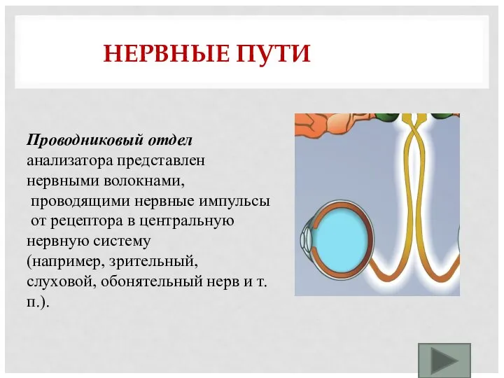 НЕРВНЫЕ ПУТИ Проводниковый отдел анализатора представлен нервными волокнами, проводящими нервные импульсы от