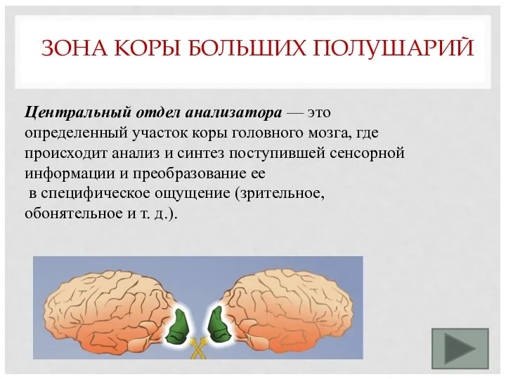 ЗОНА КОРЫ БОЛЬШИХ ПОЛУШАРИЙ Центральный отдел анализатора — это определенный участок коры