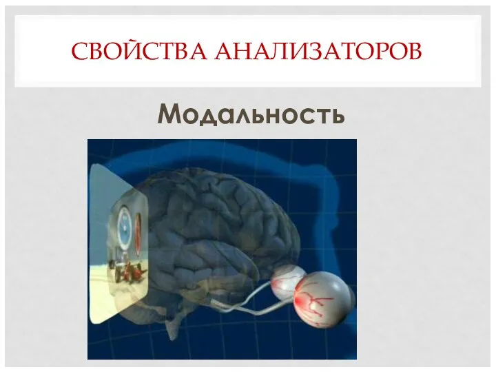 СВОЙСТВА АНАЛИЗАТОРОВ Модальность