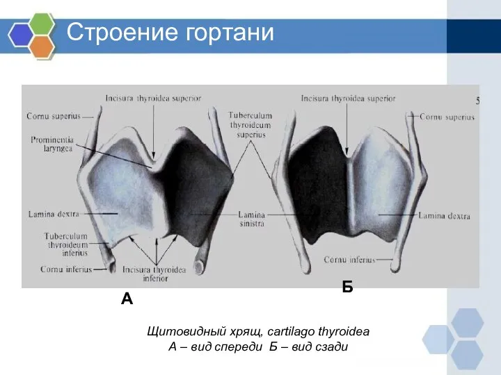 Строение гортани Щитовидный хрящ, cartilago thyroidea А – вид спереди Б – вид сзади А Б