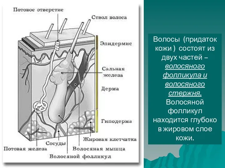 Волосы (придаток кожи ) состоят из двух частей – волосяного фолликула и