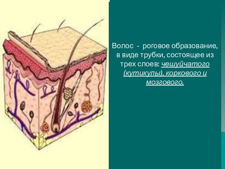 Волос - роговое образование, в виде трубки, состоящее из трех слоев: чешуйчатого (кутикулы), коркового и мозгового.