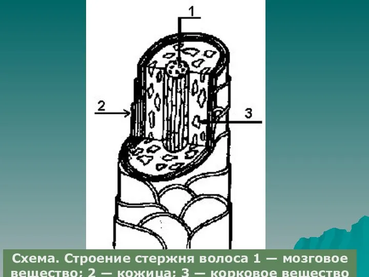 Схема. Строение стержня волоса 1 — мозговое вещество; 2 — кожица; 3 — корковое вещество