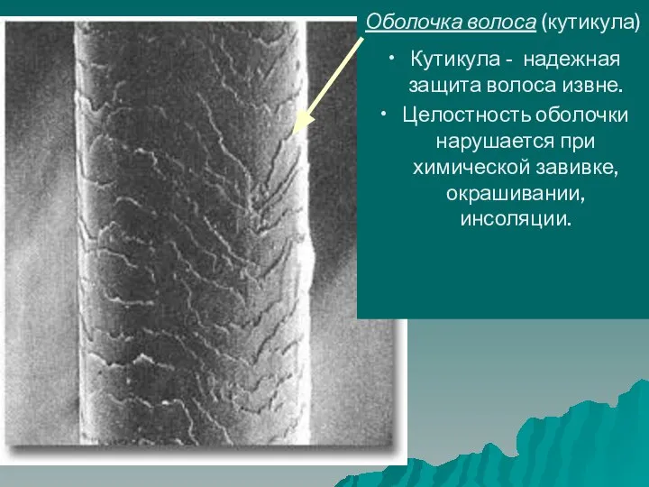 Оболочка волоса (кутикула) Кутикула - надежная защита волоса извне. Целостность оболочки нарушается