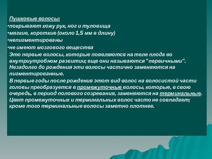 Пушковые волосы: покрывают кожу рук, ног и туловища мягкие, короткие (около 1,5