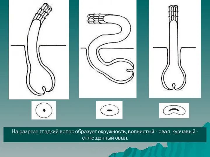 На разрезе гладкий волос образует окружность, волнистый - овал, курчавый - сплющенный овал.