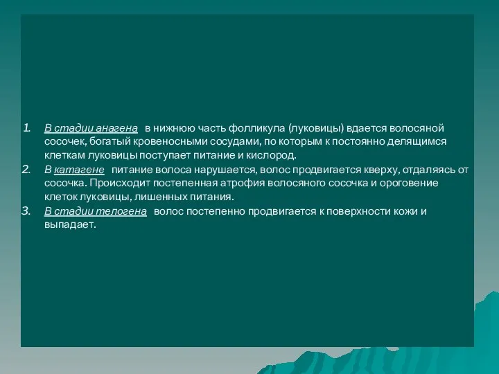 В стадии анагена в нижнюю часть фолликула (луковицы) вдается волосяной сосочек, богатый