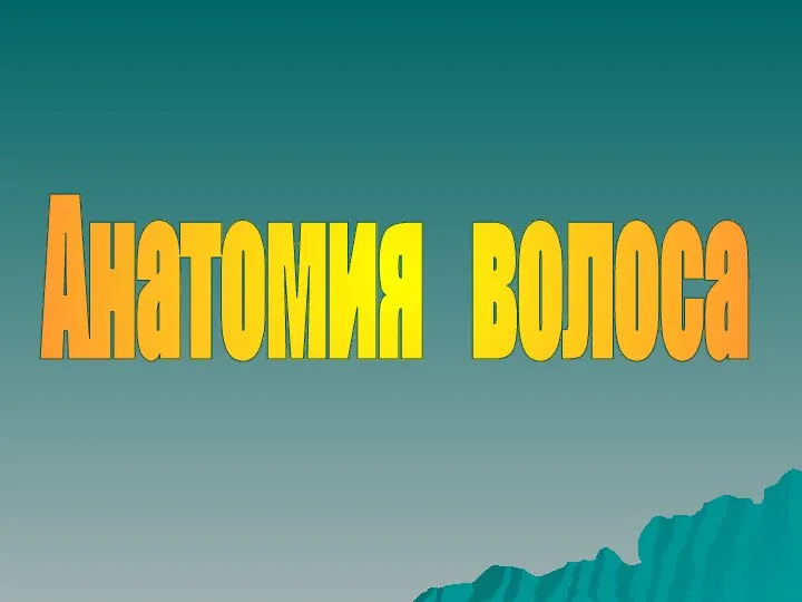 Анатомия волоса