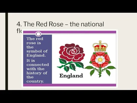 4. The Red Rose – the national flower