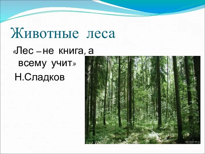 Животные леса «Лес – не книга, а всему учит» Н.Сладков