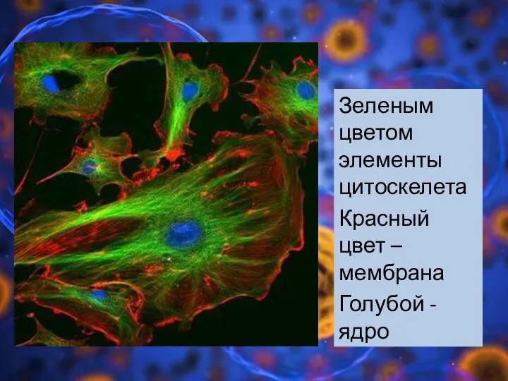 Зеленым цветом элементы цитоскелета Красный цвет – мембрана Голубой - ядро
