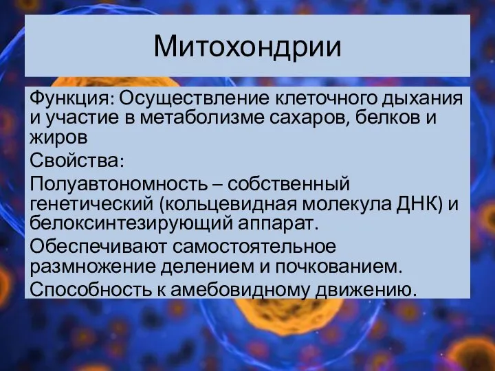 Митохондрии Функция: Осуществление клеточного дыхания и участие в метаболизме сахаров, белков и