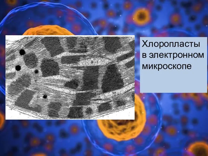 Хлоропласты в электронном микроскопе