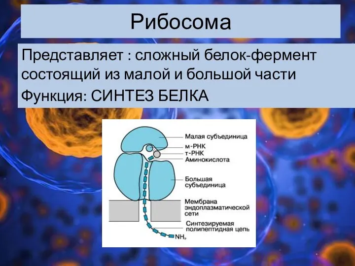 Рибосома Представляет : сложный белок-фермент состоящий из малой и большой части Функция: СИНТЕЗ БЕЛКА