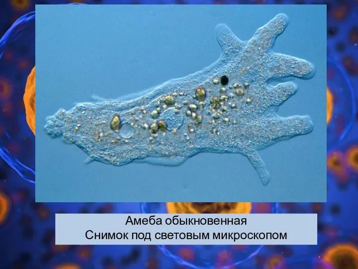 Амеба обыкновенная Снимок под световым микроскопом