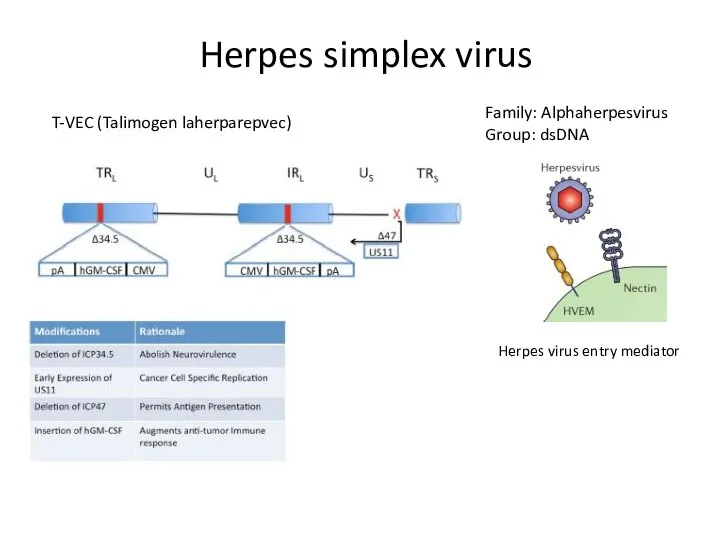 Herpes simplex virus Family: Alphaherpesvirus Group: dsDNA Herpes virus entry mediator T-VEC (Talimogen laherparepvec)