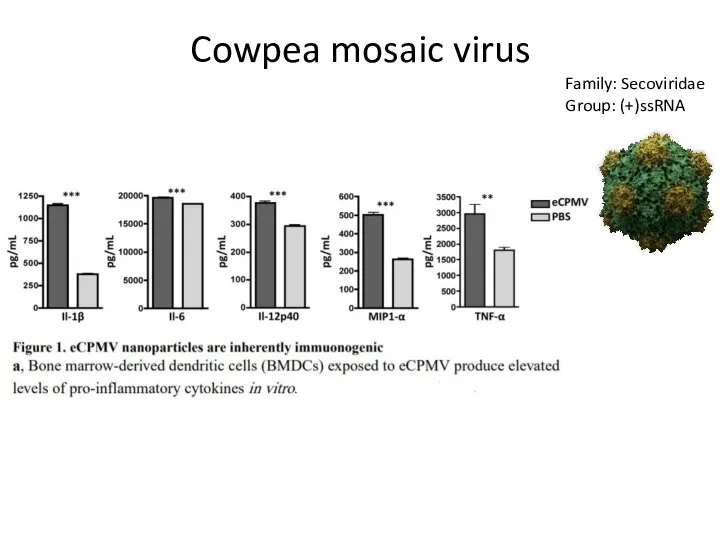 Cowpea mosaic virus Family: Secoviridae Group: (+)ssRNA