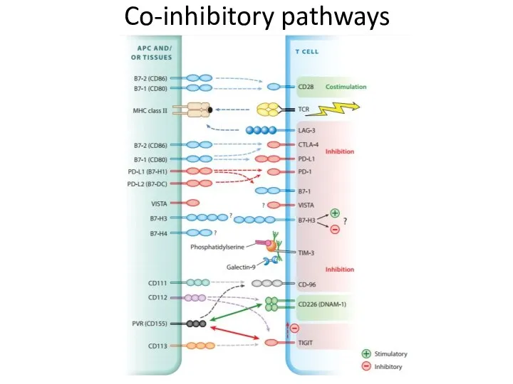 Co-inhibitory pathways