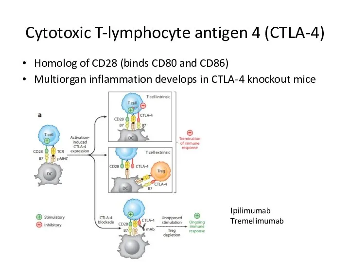 Cytotoxic T-lymphocyte antigen 4 (CTLA-4) Homolog of CD28 (binds CD80 and CD86)