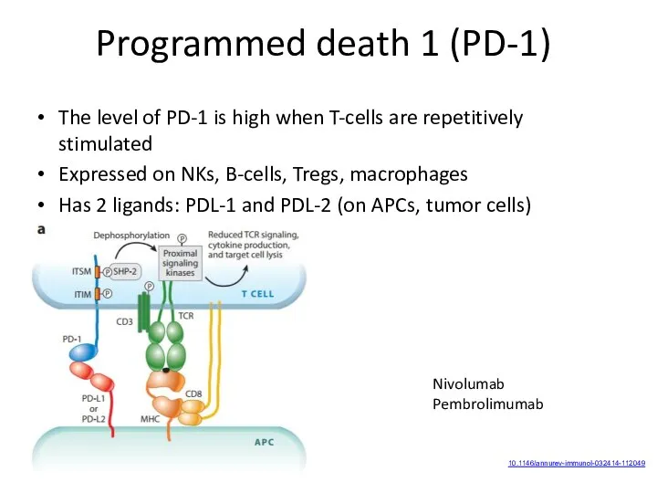 Programmed death 1 (PD-1) The level of PD-1 is high when T-cells