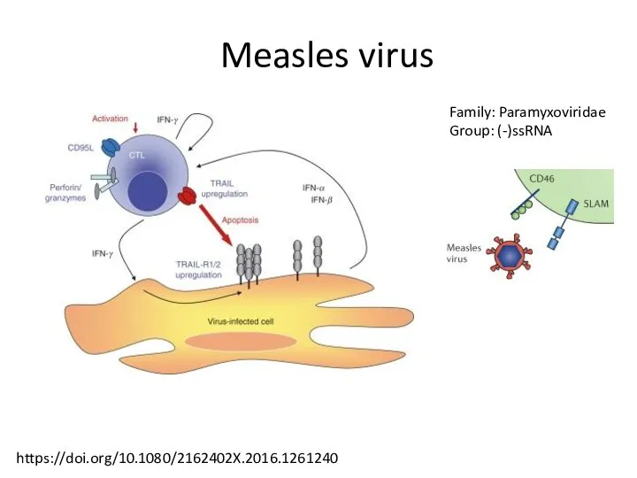 Measles virus Family: Paramyxoviridae Group: (-)ssRNA https://doi.org/10.1080/2162402X.2016.1261240