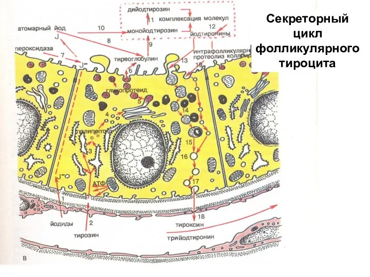 Секреторный цикл фолликулярного тироцита