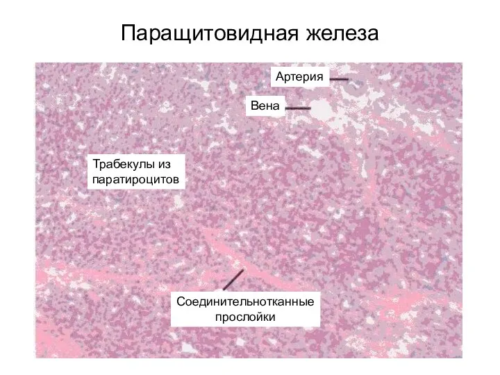 Паращитовидная железа Артерия Вена Соединительнотканные прослойки Трабекулы из паратироцитов