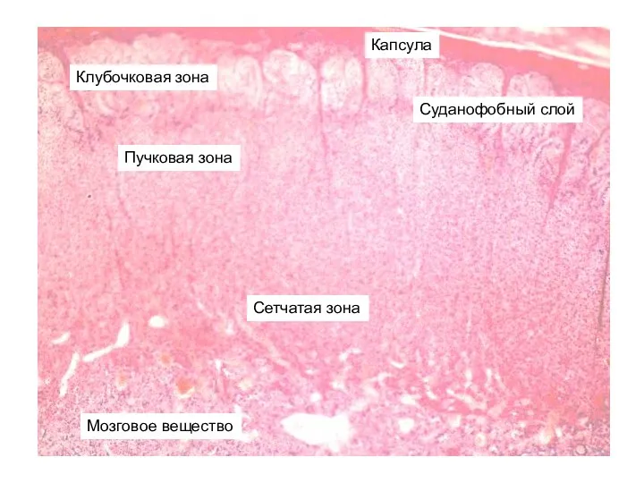 Клубочковая зона Капсула Суданофобный слой Пучковая зона Сетчатая зона Мозговое вещество