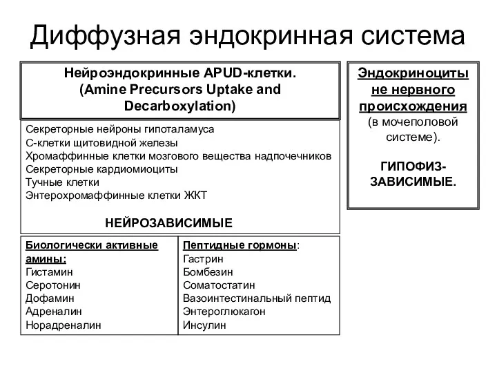 Диффузная эндокринная система Нейроэндокринные APUD-клетки. (Amine Precursors Uptake and Decarboxylation) Эндокриноциты не