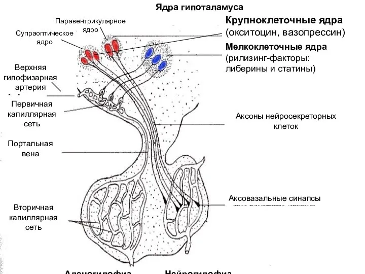 Аденогипофиз Нейрогипофиз Аксовазальные синапсы Аксоны нейросекреторных клеток Верхняя гипофизарная артерия Первичная капиллярная