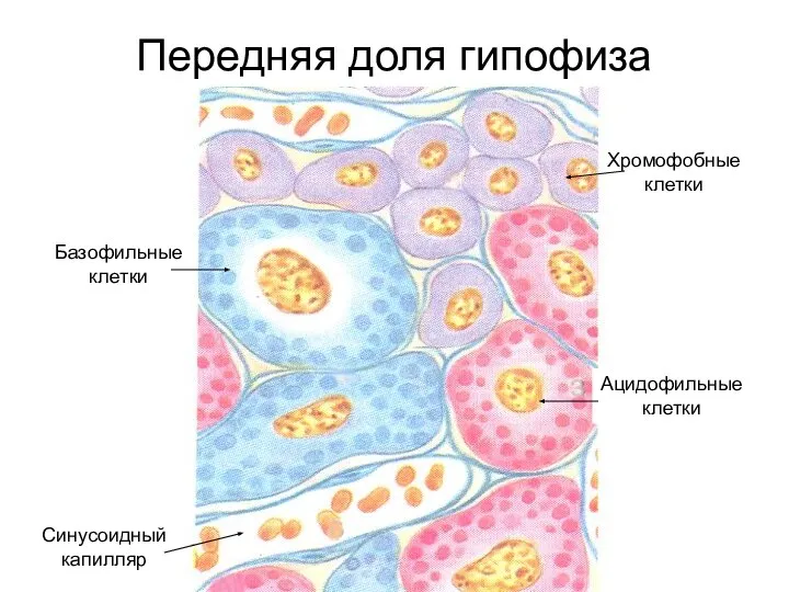 Передняя доля гипофиза Хромофобные клетки Ацидофильные клетки Базофильные клетки Синусоидный капилляр
