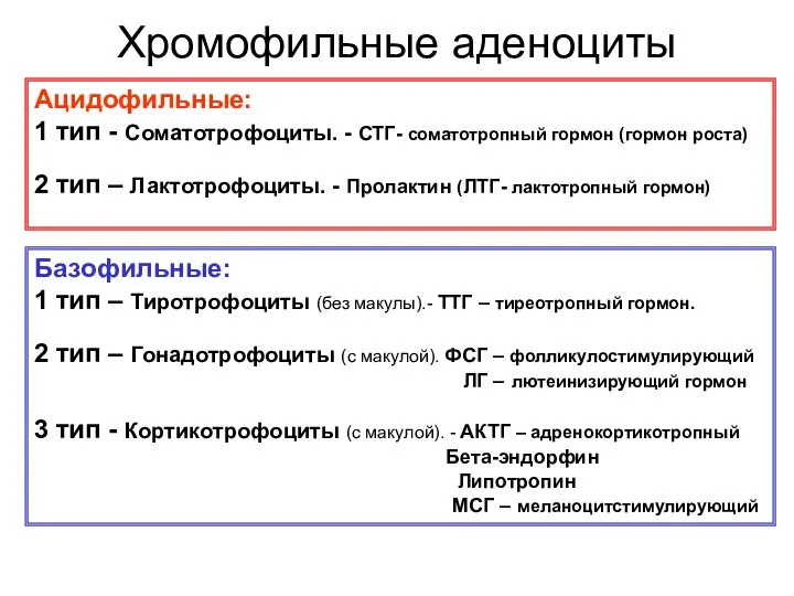 Хромофильные аденоциты Ацидофильные: 1 тип - Соматотрофоциты. - СТГ- соматотропный гормон (гормон