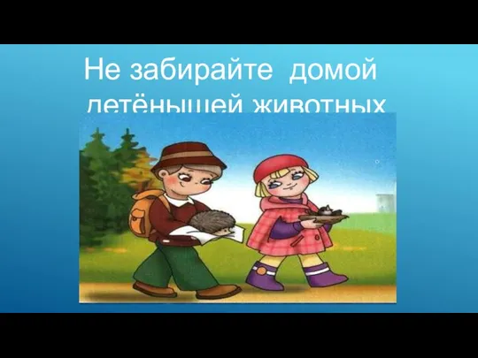 Не забирайте домой детёнышей животных