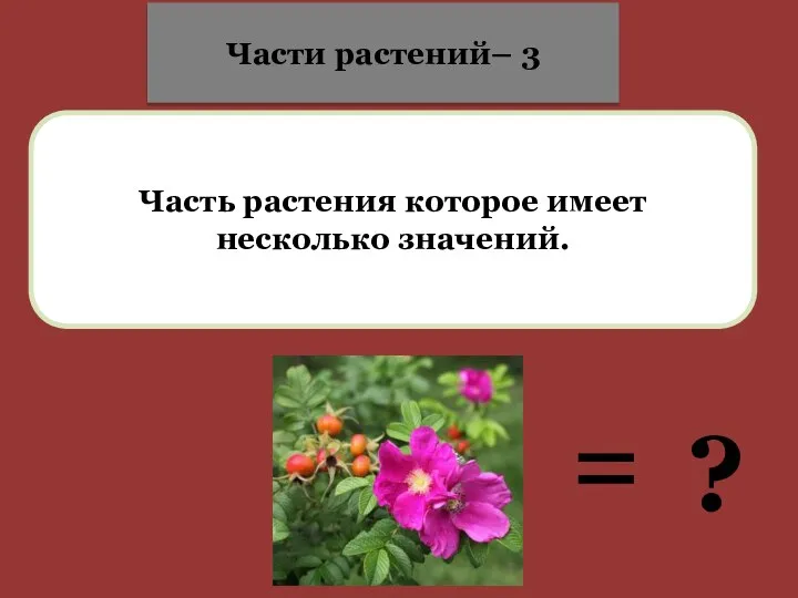 Часть растения которое имеет несколько значений. = ? Части растений– 3