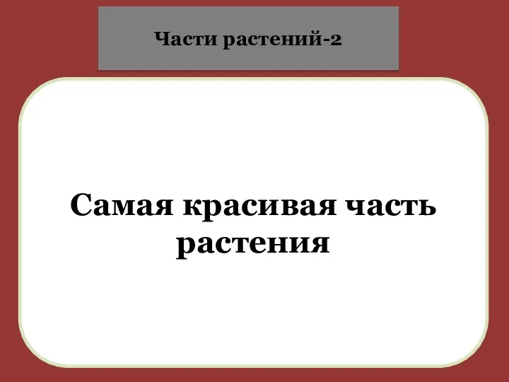 Самая красивая часть растения Части растений-2