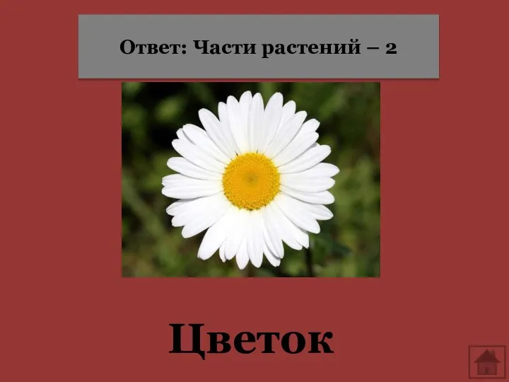 Цветок Ответ: Части растений – 2