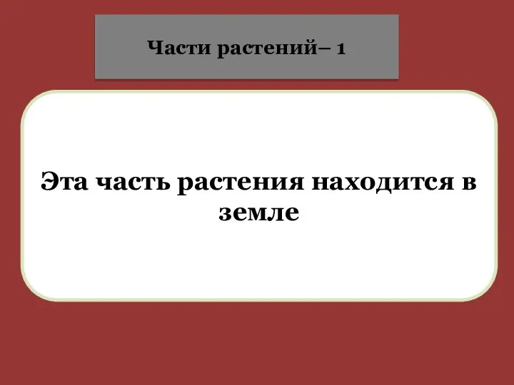 Эта часть растения находится в земле Части растений– 1