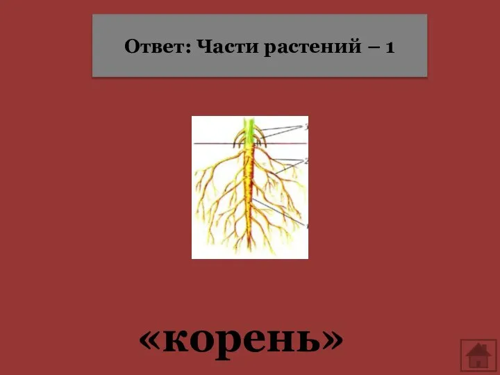 «корень» Ответ: Части растений – 1