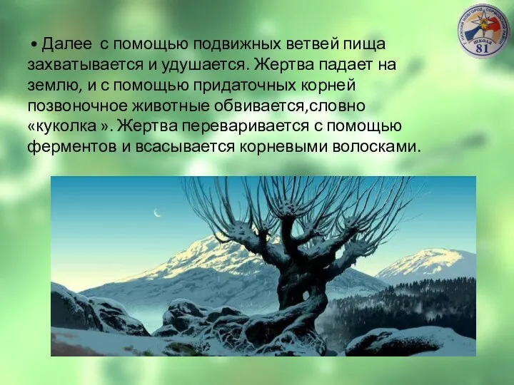 • Далее с помощью подвижных ветвей пища захватывается и удушается. Жертва падает