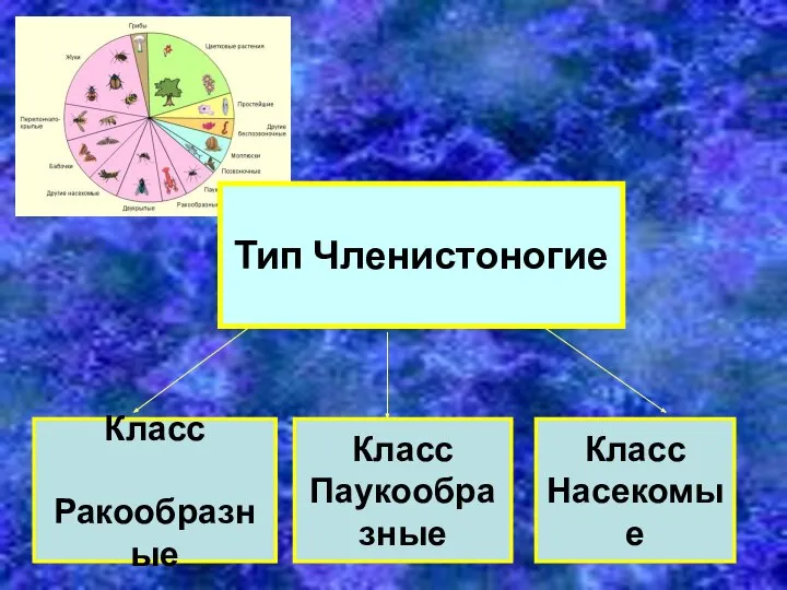 Класс Паукообразные Класс Насекомые Класс Ракообразные Тип Членистоногие