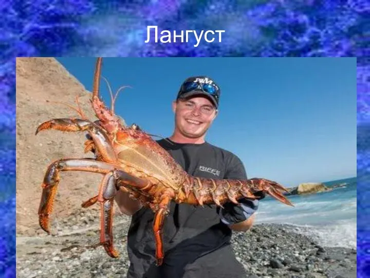 Лангуст