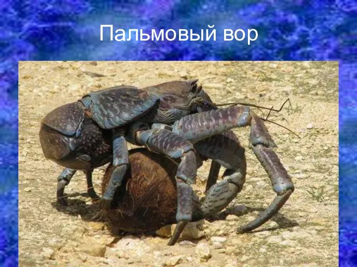 Пальмовый вор