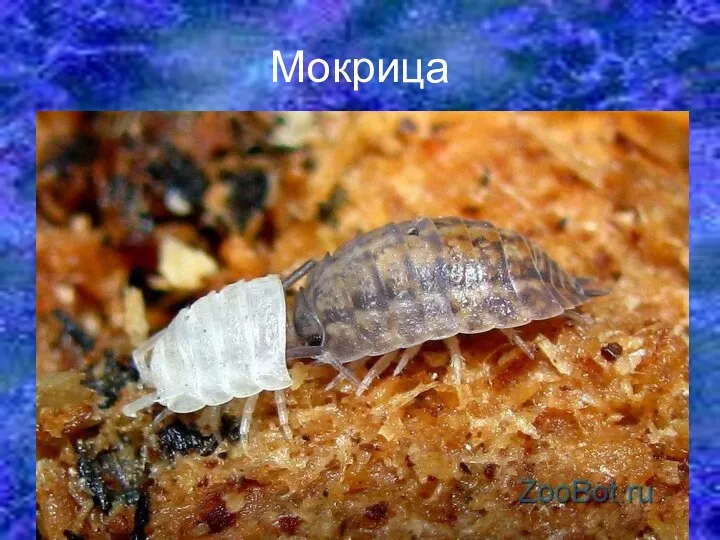 Мокрица