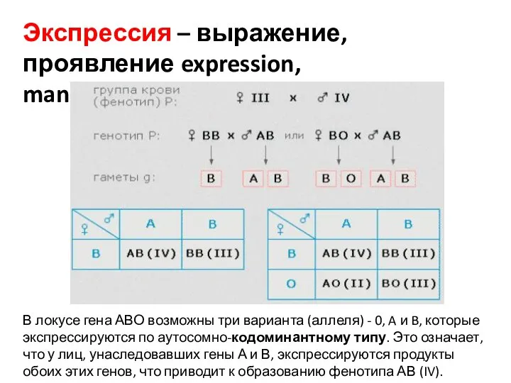 Экспрессия – выражение, проявление expression, manifestation. В локусе гена АВО возможны три