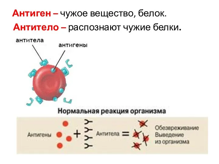 Антитело – распознают чужие белки. Антиген – чужое вещество, белок.