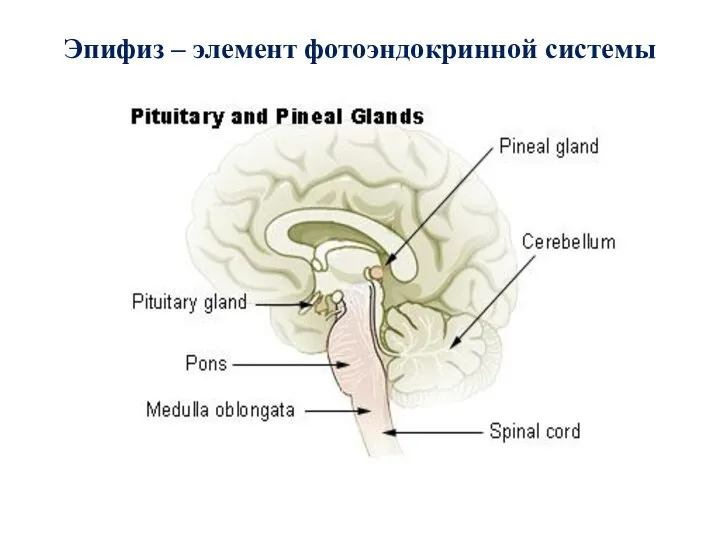 Эпифиз – элемент фотоэндокринной системы