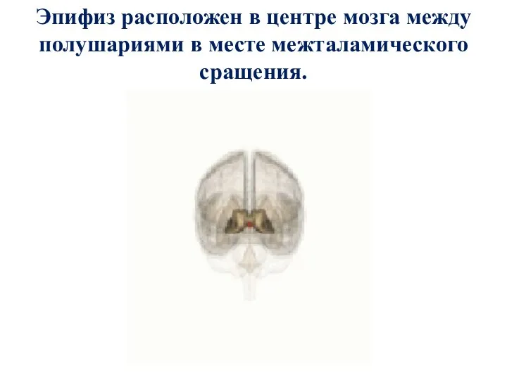 Эпифиз расположен в центре мозга между полушариями в месте межталамического сращения.