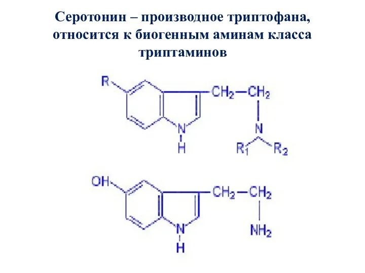 Серотонин – производное триптофана, относится к биогенным аминам класса триптаминов